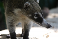 Mandatory coati photo