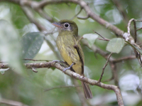 Eye-ringed flatbill