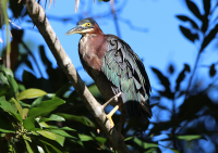 Green heron