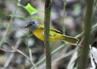 grey-headed-tanager