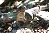 Mandatory iguana photo