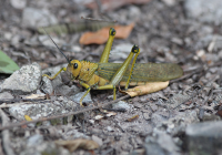 Grasshopper sp.