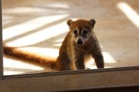 Saddest baby coati ever