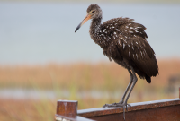 Limpkin