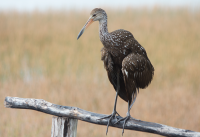 Limpkin