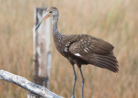 Limpkin