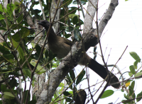 plain-chachalaca