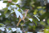 Rose-throated tanager