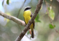 Social flycatcher