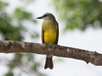 Tropical kingbird