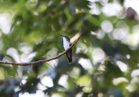 white-bellied-emerald