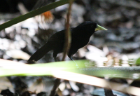 yellow-billed-cacique