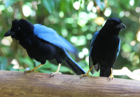 Yucatan jay - adults