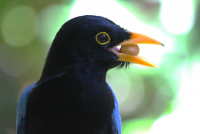 Yucatan jay