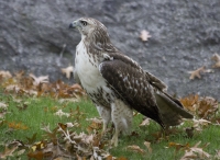 Red-tailed hawk