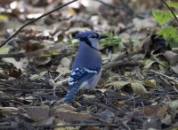 Blue jay