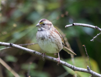 White-throated sparrow