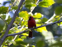 Northern cardinal