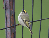 Golden crowned kinglet