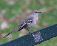 Northern mockingbird