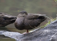 American black duck