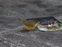 Common yellowthroat