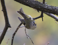 Golden crowned kinglet