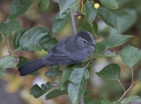 Grey catbird