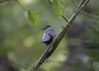 Grey catbird