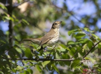 Hermit thrush