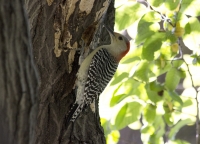 Red-bellied woodpecker