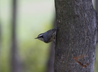 Red-breasted nuthatch