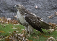 Red-tailed hawk