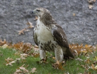 Red-tailed hawk