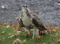 Red-tailed hawk