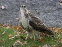 Red-tailed hawk