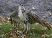 Red-tailed hawk