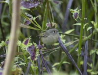 Ruby-crowned kinglet