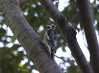 Yellow-bellied sapsucker