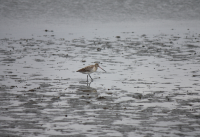 Bar-tailed godwit