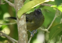 Bellbird