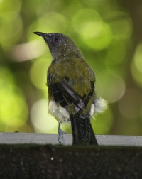 Bellbird