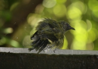 Soggy bellbird