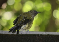 Bellbird