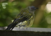 Bellbird