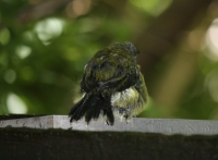 Bellbird