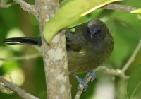 Bellbird