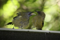 Bellbirds