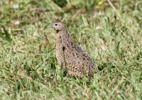 Brown Quail