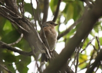 Chaffinch